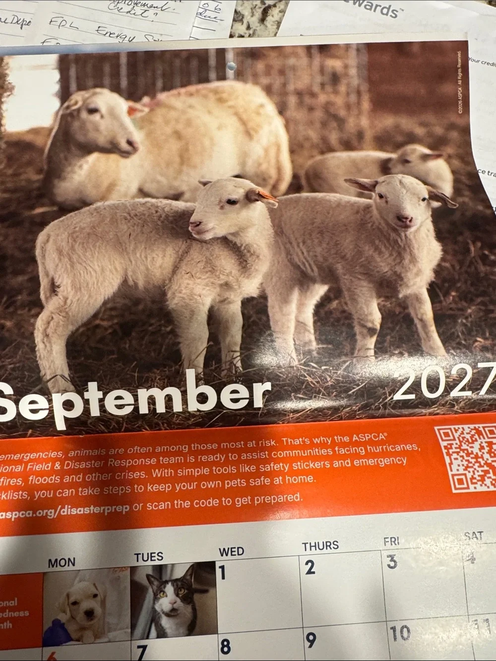 2027 Special Edition Calendar - Cream/Orange